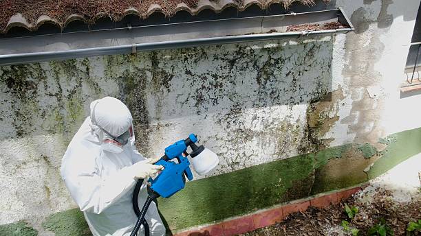 Top rated local Mold Remediation specialists in Estero, FL